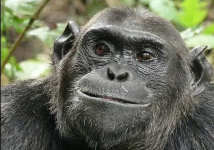 ELITE AMERICAN VOYAGES